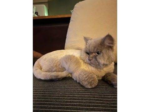 Acil british longhair ücretsiz sahiplendirme