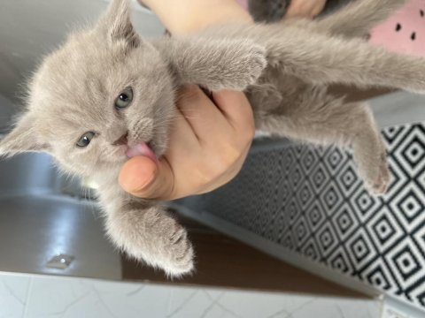 Kedilerimize sıcacık bir yuva ve sevgi dolu kalpler arıyoruz