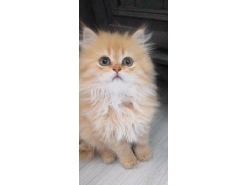 Golden british longhair bebekler