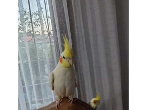 8 günlük bebek sultan papağanlar