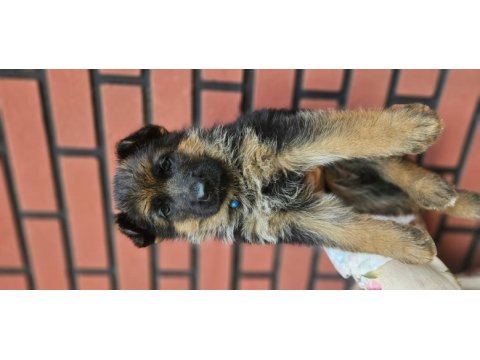 Fci scr alman çoban köpeği