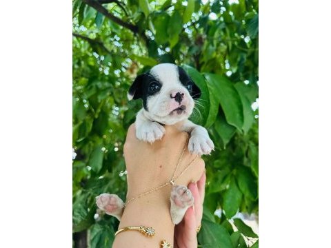 Irk ve sağlık garantili french bulldog yavrularımız