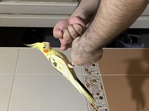 1,5 yaşında erkek sultan papağanı