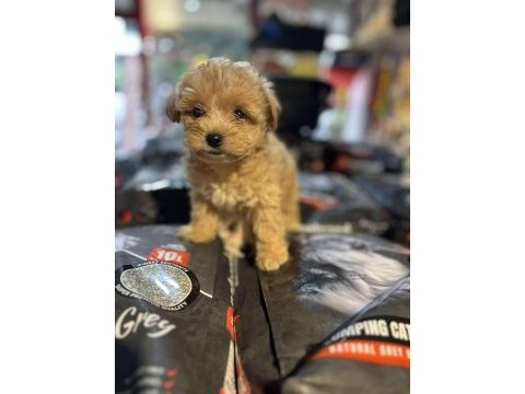 Efsane güzellikte hipoalerjenik teacup maltipoo
