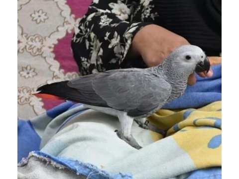 7 aylık full evcil jako bal nehir