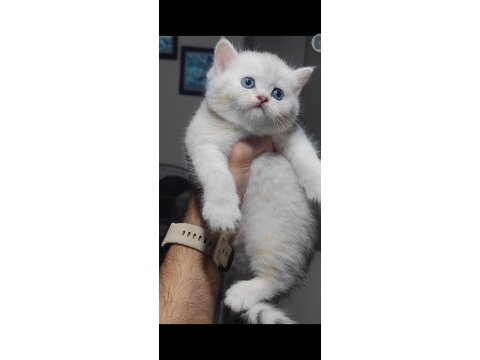British shorthair kedimiz