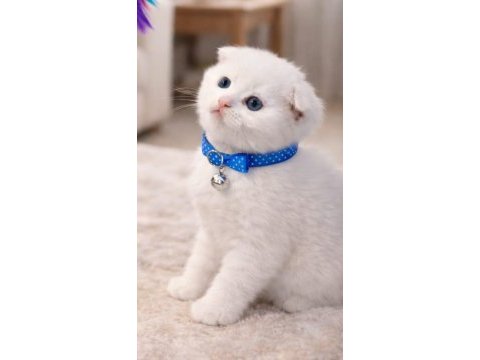 Scottish fold 55 günlük kedimiz