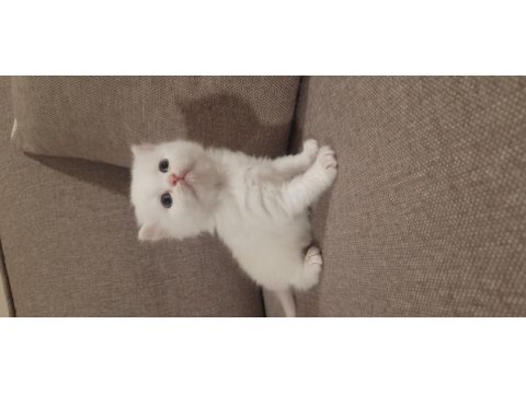 British shorthair erkek