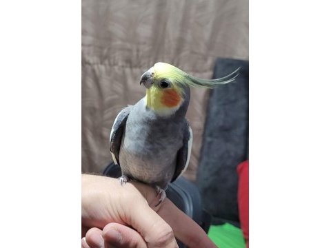 Uyguna sultan papağanı takım