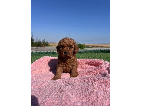 Toy poodle köpekler