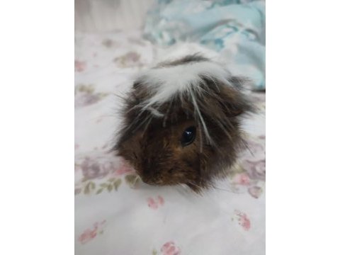 İki tatlı guinea pig