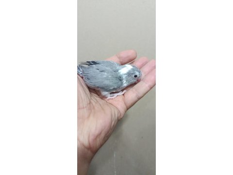 Pied forpus papağanı beşiktaş