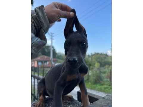 Doberman yavrular sakarya