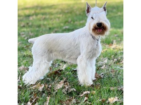Fcı şecereli miniature schnauzer pure white (beyaz)