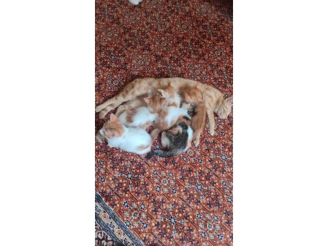2 aylık çok şirin yavru ev kedileri