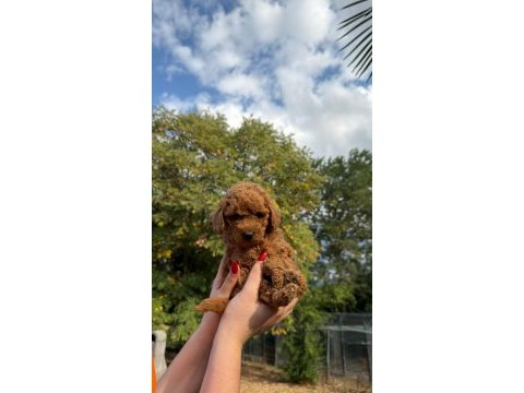 Redbrown toypoodle 