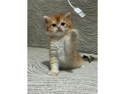 Güzel golden bebek kediler