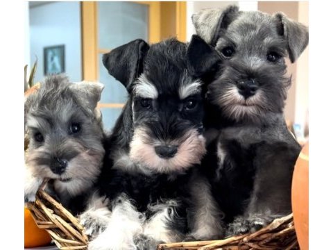 Fcı şecereli miniature schnauzer'ler