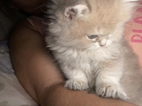 2 aylık erkek british longhair