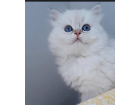 55 günlük british longhair golden point
