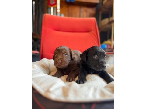 Mükemmel kalitede labrador bebeklerimiz için acele edin