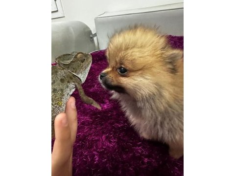 Irk garantılı teacup pomeranian