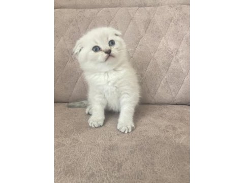 Birbirinden güzel scottish fold bebeklerim
