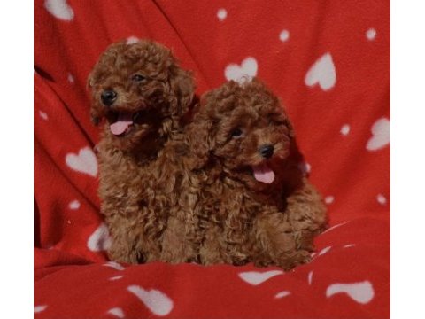 Toy poodle ırkının en güzeli mükemmel yavrular
