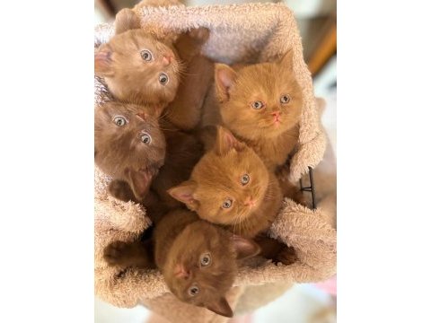 British shorthair cinnamon ve chocolate yavrular