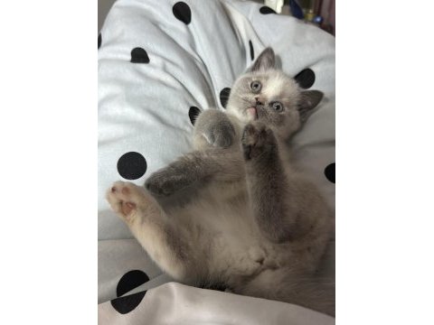 Safkan british shorthair blue point