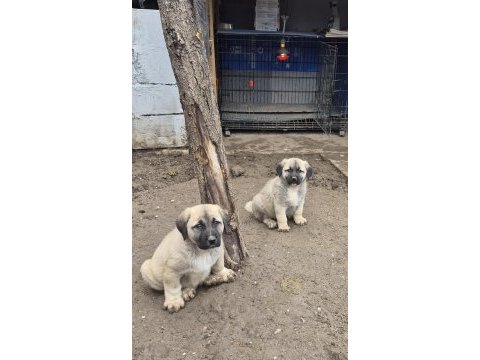 Orjinal safkan kangal yavrular