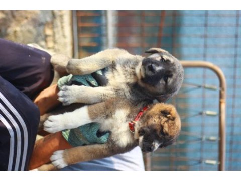 Dev adayları anadolu çoban köpeği yavruları
