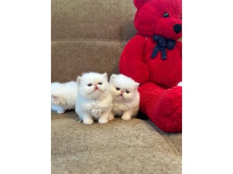 Safkan iran persian kızıma eş arıyorum