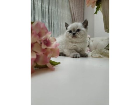 Britısh shorthair ve scottish fold bebekler