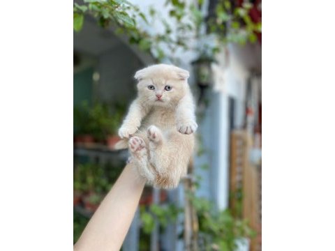Teslime hazır golden scottish fold erkekler