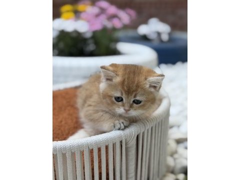 Muhteşem british longhair ve british shorthair yavrular