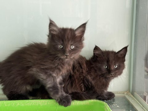 Çok özel aşılı pasaportlu maine coon yavrularımız