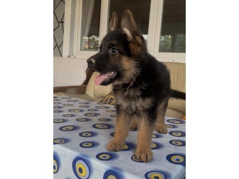 76 günlük alman kurdu puppy aşıları yapıldı