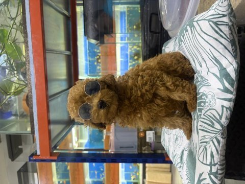 Teacup korea bebek a kalite poodle