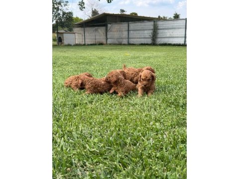 Toy poodle ırk ve sağlık garantili