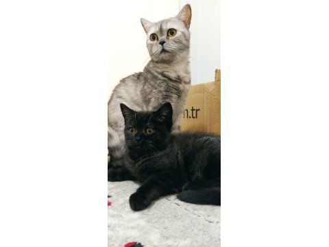 Dark chocolate british shorthair yavrular