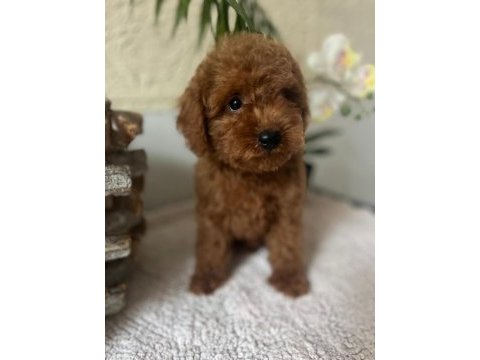Red brown kore toy poodle bebeklerimiz