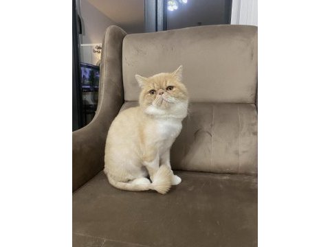 13 aylık exotic shorthair fındık
