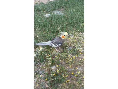 Çift ve yavru sultan papağanlar