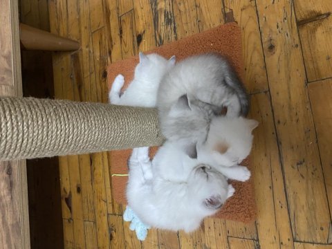 Yavru british shorthair