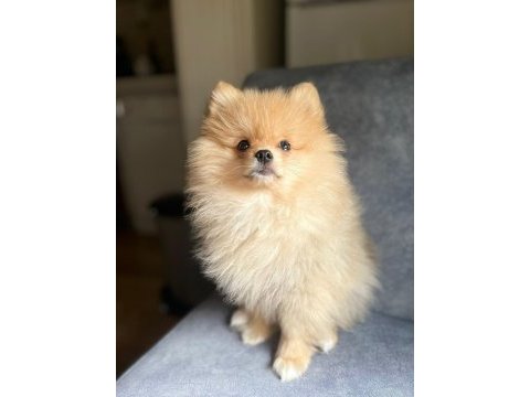 2 aylık pomeranian yavrumuz