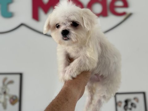 Petmode köpek çiftliğinde ziyarete açık kore maltese