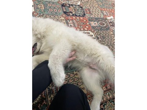 3 aylık samoyed
