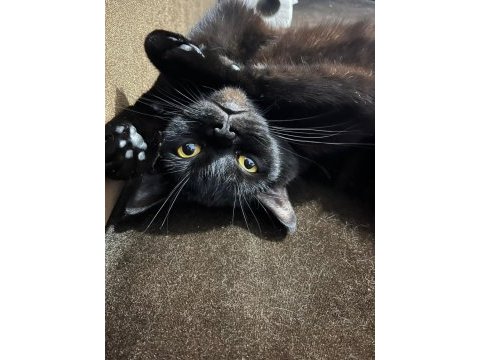 Tamamen ücretsiz dişi british shorthair