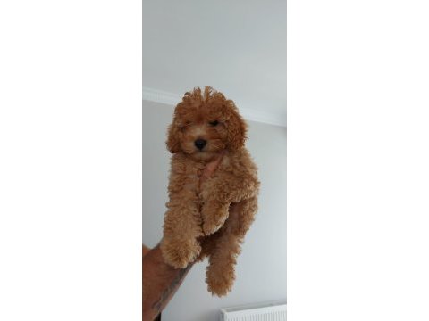 Poodle yavru köpek toy